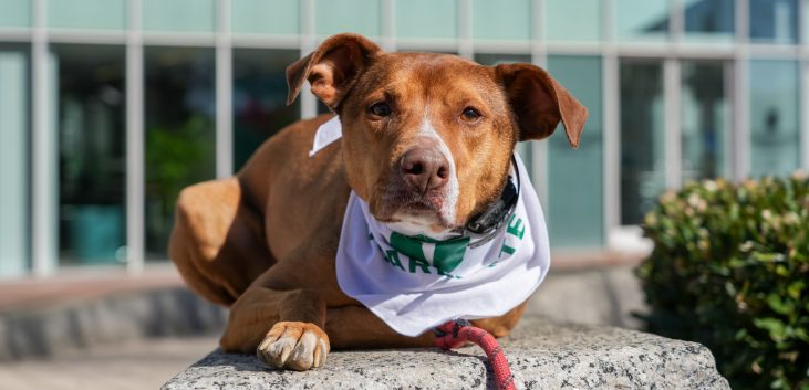 {{brizy_dc_image_alt imageSrc=